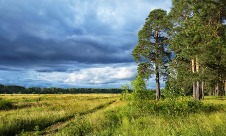 landscape storm clouds at sunset in the forestの写真素材