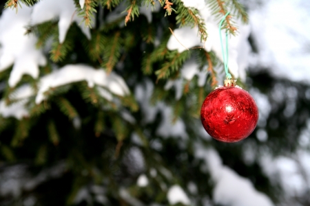 Pine branches and xmas ballの写真素材