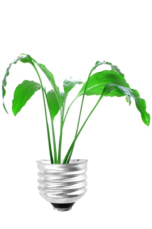 eco bulb isolated on whiteの写真素材