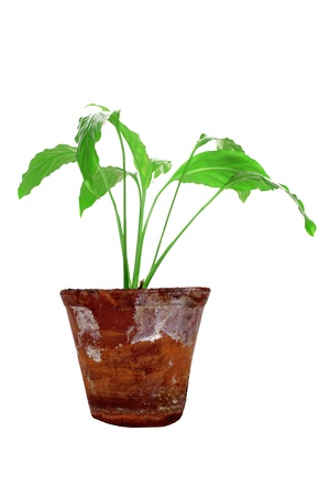 young plant in a vintage clay pot isolated on whiteの写真素材