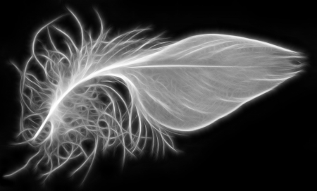 white feather on blackの写真素材