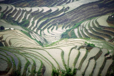 Longji rice terraces, Guangxi province, China
