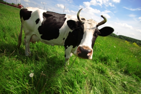 cow in green field at rural areaの写真素材