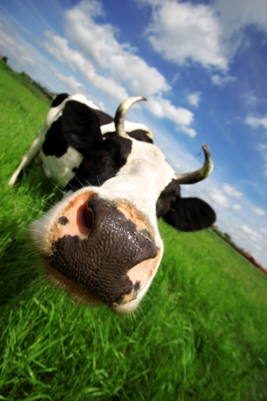 cow in green field at rural areaの写真素材