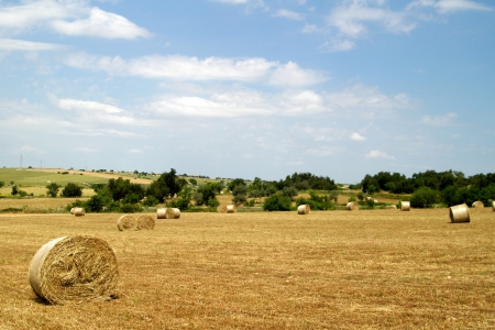 Rural field with circular hay balesの写真素材