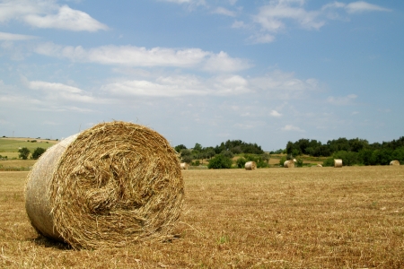 Rural field with circular hay bales