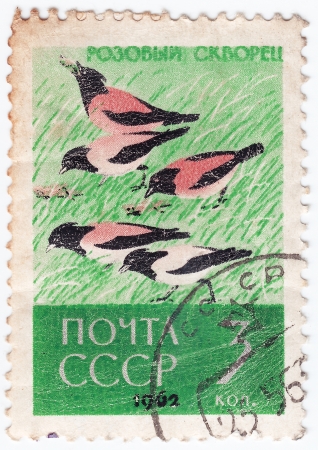 USSR - CIRCA 1962 : stamp printed in USSR show bird pink starling, circa 1962の写真素材