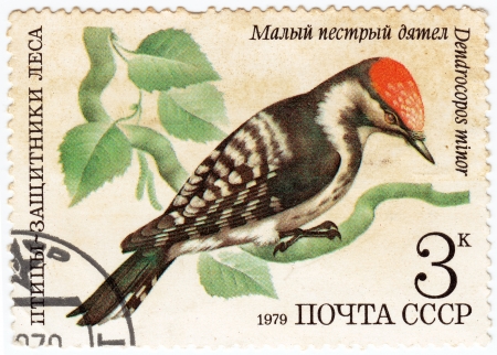 USSR - CIRCA 1979   stamp printed in USSR shows a Dendrocopos minor woodpecker , series Birds - the defenders of the forest, circa 1979 の写真素材
