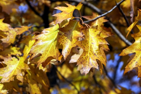 autumn oak leafs golden colors