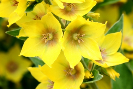 close-up of yellow flowers