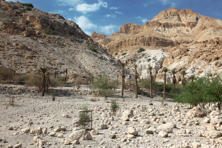 Pamls at Mt in national park Ein Gedi near the Dead Sea in Israelの写真素材