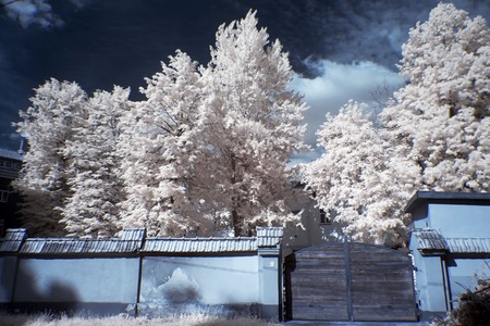 Trees and old gareのeditorial素材