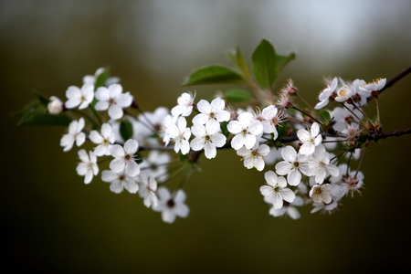 White flowers of the cherry blossoms on a spring day in the park or gardenの写真素材