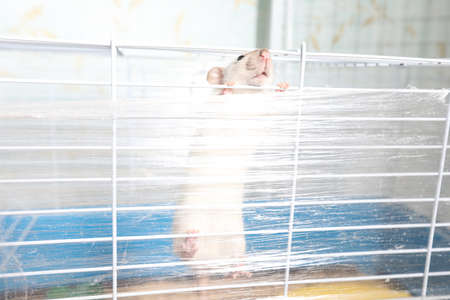 A small pet rat in a cageの写真素材