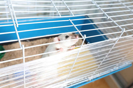 A small pet rat in a cageの写真素材
