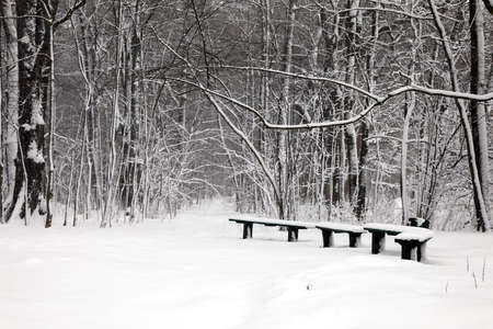 Park area under snowfallの写真素材