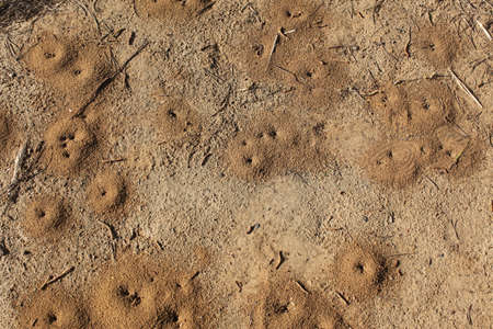 Ant holes in the forestの写真素材