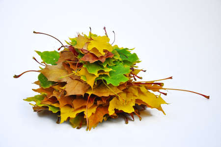 Autumn leaves stacked in a pile on a white background.