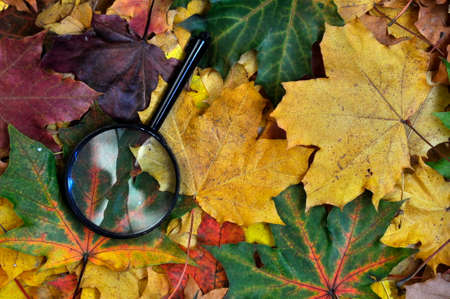 The magnifying glass lies on the autumn, fallen leaves.の写真素材