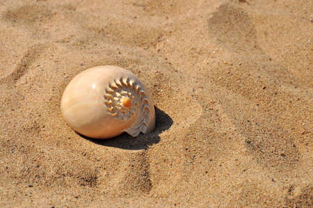 Seashell on the beach sand.の写真素材