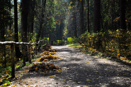 Pathway through the autumn forest. Autumn period.の写真素材