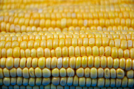 Sweet, ripe corn ears. Background. Close upの写真素材