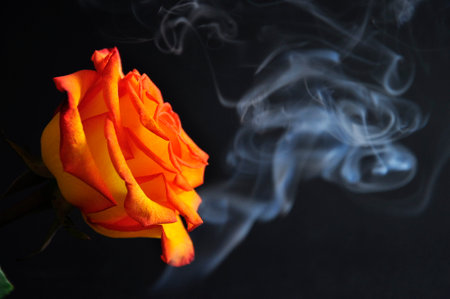 Orange Rose in smoke on a black background