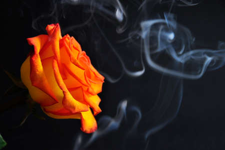 Orange Rose in a cloud of smoke on a black background.の写真素材