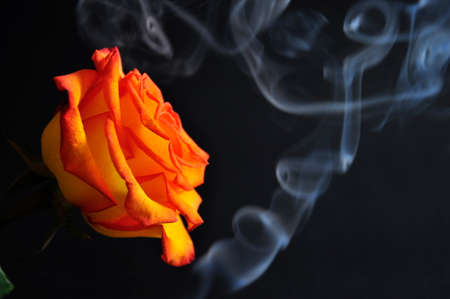 Orange Rose in a cloud of smoke on a black background.の写真素材