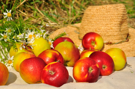 Still life in rustic style ripe apples close-up. harvesting.の写真素材