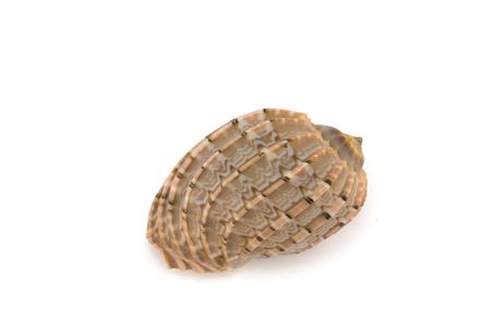 Prepared mollusk shell isolated on white with shadow