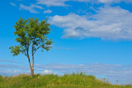 Lonely rowan tree against blue skyの写真素材