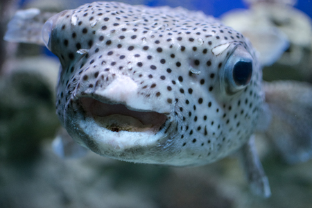 Exotic spotted fish fish-urchinのeditorial素材