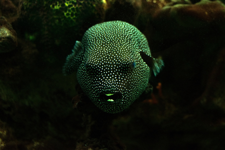 fish-urchinのeditorial素材