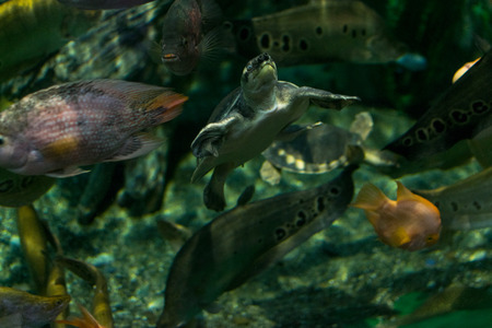 Turtles in aquariumのeditorial素材