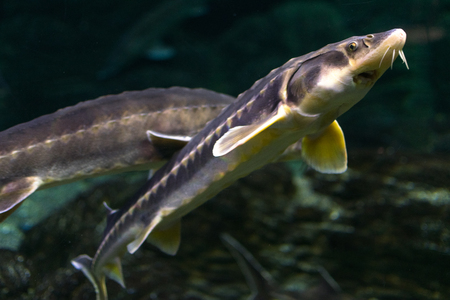 sturgeon fishのeditorial素材