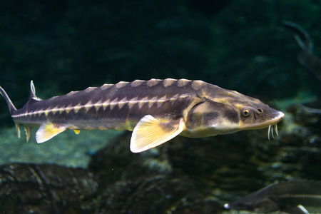 sturgeon fishのeditorial素材