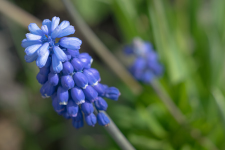 Blue flower violet Mus cariのeditorial素材