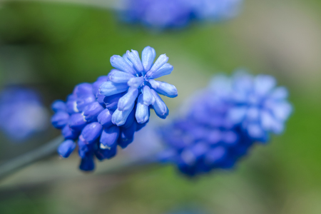 Blue flower violet Mus cariのeditorial素材