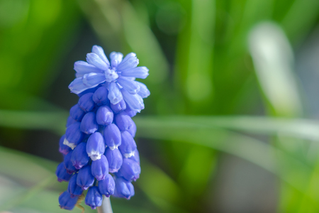 Blue flower violet Mus cariのeditorial素材