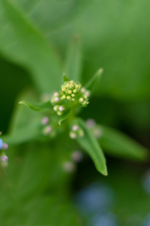 Sprout flowerのeditorial素材