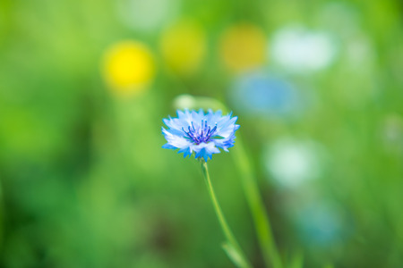 Small blue flowerのeditorial素材