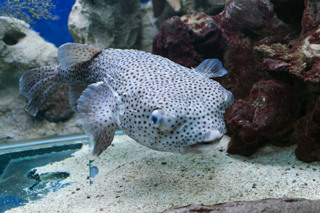 Exotic spotted fishのeditorial素材