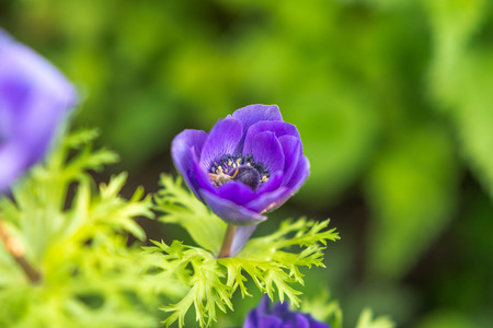 Purple flower anemonesのeditorial素材