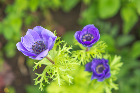 Purple flowers anemonesのeditorial素材