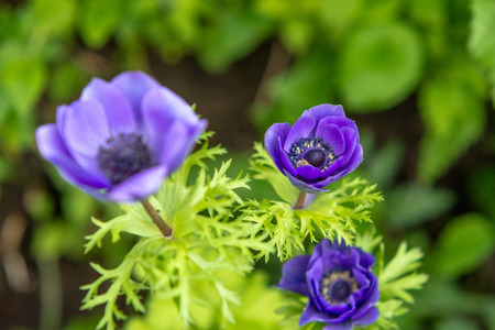 Purple flowers anemonesのeditorial素材