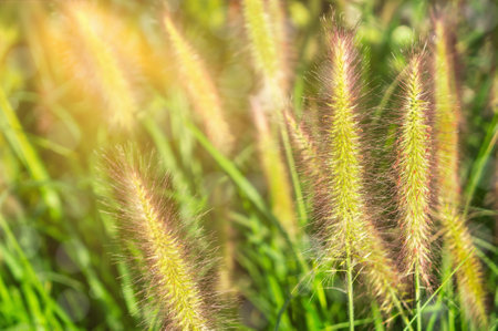 Soft golden grass swaying gently in the breeze during a bright afternoon in a serene meadow, showing nature's beauty and tranquility.の写真素材