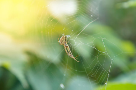 Spider gracefully weaves its intricate web, showcased at the center of the photo with a lush green background and kissed by rays of bright sunlight.の写真素材