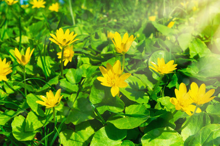 Blooming yellow lesser celandine flowers thrive in lush green grass, soaking up the warm sunlight of a beautiful spring day. Ficaria vernaの写真素材