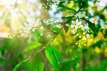 Bird cherry tree branch with delicate white flowers and fresh green leaves basking in warm spring sunlightの写真素材
